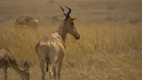 Cokes hartebeest male in Masai Mara