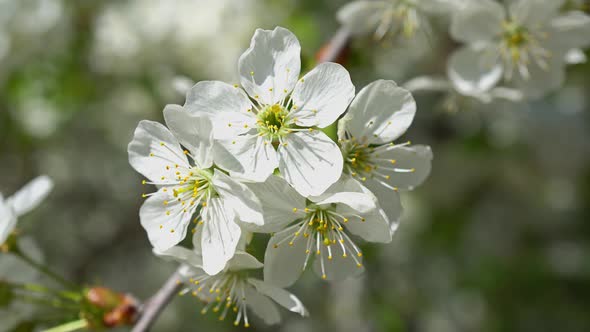 Spring Flowering Cherries 5