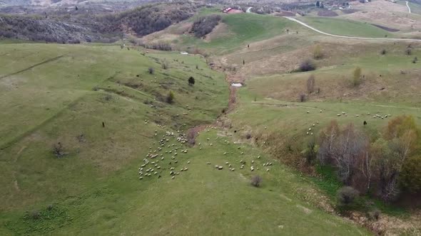 Mountain Sheep - 3 Clips Included