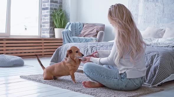 Cinematic Rear Shot Happy Woman Petting Playing with Her Pedigreed Small Brown Dog Dachshund with