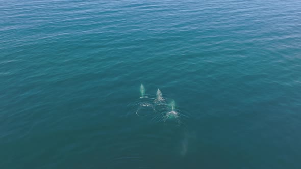 Aerial View of Three Gray Whales Swimming in Ocean Waters