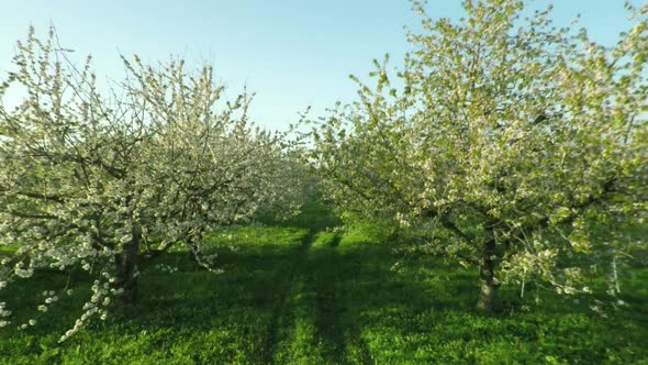 Aerial View Of Blooming Cherry Garden 25