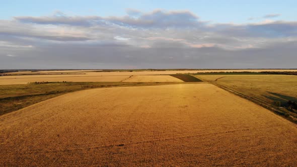 Aerial Drone Low Flight Above Ripe Yellow Wheat Field with Cloudy Blue Sky in the Background.