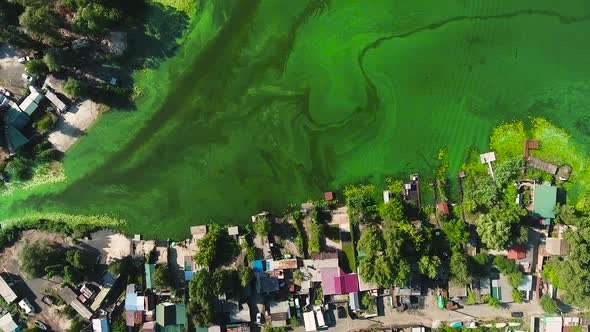 river harbor with houses and boats with green algae in water