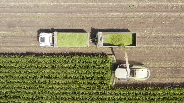 Corn for Silage - Combine harvesting and loading silage onto a double trailer truck, Aerial footage.