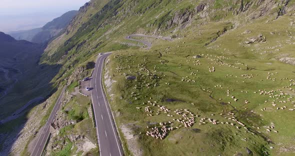 Alpine pasture with flock of sheep