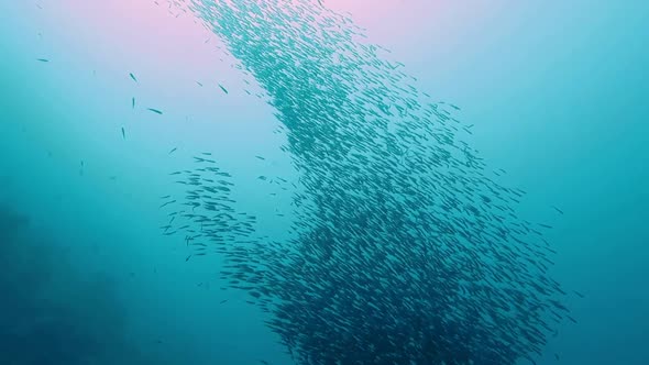 Large School Of Small Silver Fish Swim Towards Camera