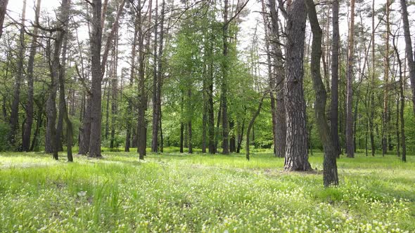 Wild Forest Landscape on a Summer Day