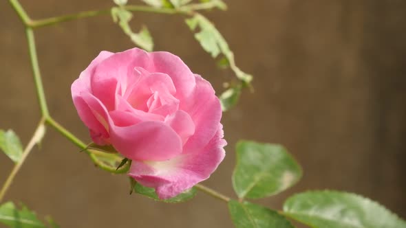 Slow motion climber Rose woody perennial flower 1920X1080 HD footage -  Rosa plant in the garden slo