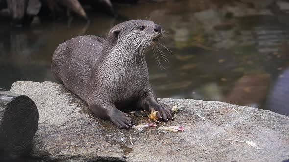 Smooth-coated otter , lutrogale perspicillata, adult standing on Rock, eating a root, slow motion