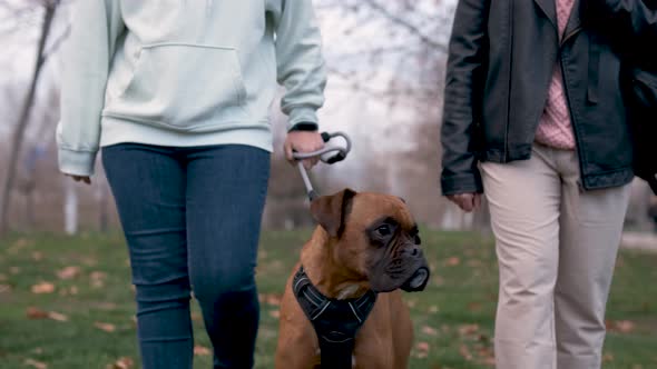 Couple taking their boxer dog for a walk outdoors in the park. Pets concept.