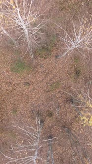 Vertical Video of a Beautiful Forest in the Afternoon Aerial View