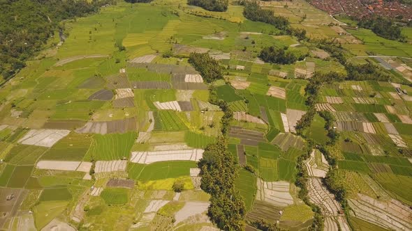 Landscape with Farmlands and Rice Terrace Field Bali Indonesia