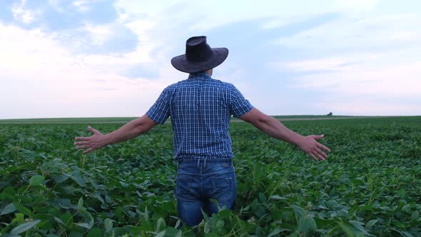 A Young Farmer From Iowa USA Inspects a Green Soybean Field