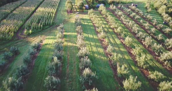 Aerial camera pulling back at sunrise showing corn crops and apple orchards with ripe fruit.