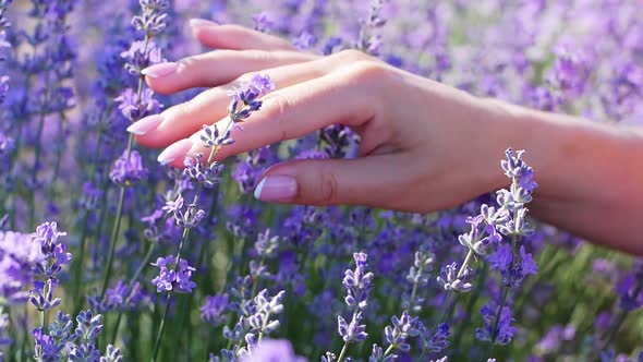 The woman's hand gently touches the flowers of the lavender field.