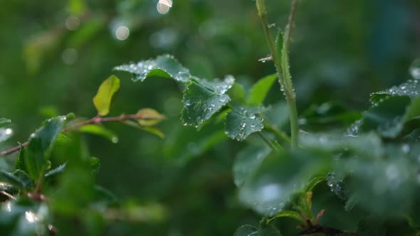 Green Leaf with Rain Drops Close Up with Shallow Depth of Field