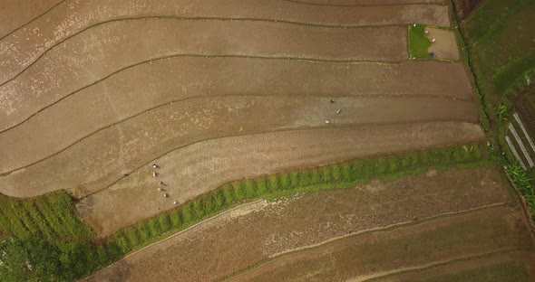 Flight over of Tonoboyo rice field, Magelang, Indonesia. Aerial view Rice terraces taken from drone