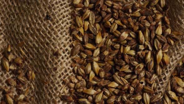 Rotating shot of barley and other beer brewing ingredients - BEER BREWING 