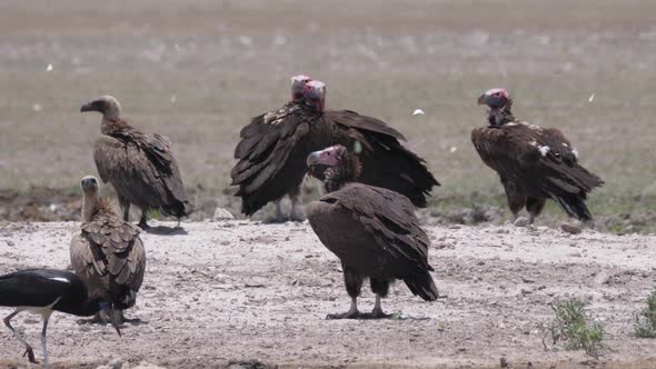 Group of Lappet-faced vulture 