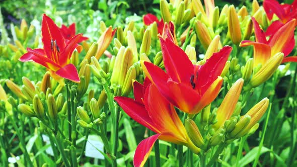 Red Bright Lilies In The Garden 