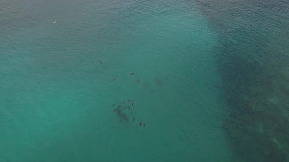 Lone paddle boarder observing a pod of dolphins frolic in Hawaiian sea