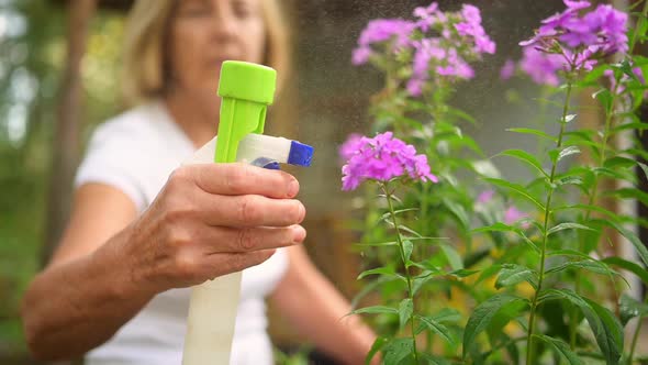 Elderly Senior Gardener Farmer Woman Caring Flowers in Summer Garden at Countryside Outdoors Sprays