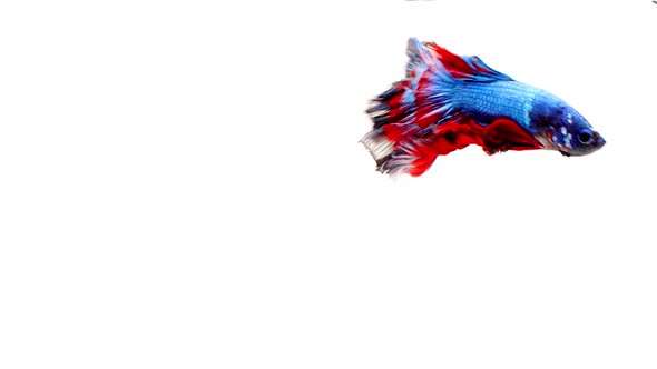 Siamese fighting fish (Betta splendens)