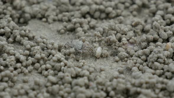 Crab On Sand Beach