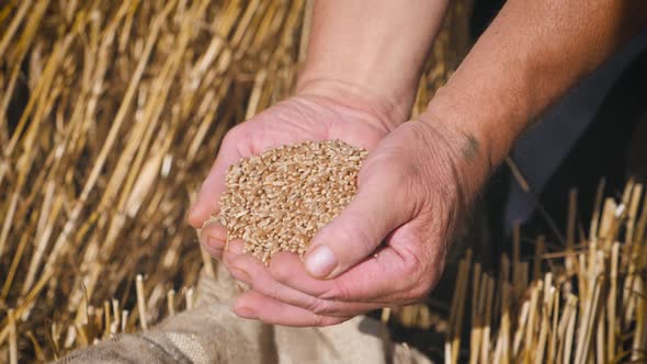 Hands of Adult Farmer Touching and Sifting Wheat Grains in a Sack. Wheat Grain in a Hand After Good