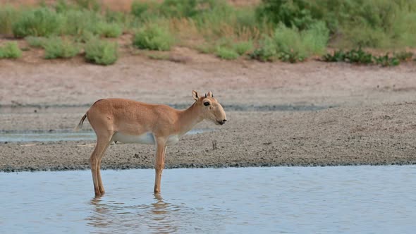 Wild Saiga Antelope or Saiga Tatarica Drinks in Steppe