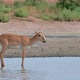 Wild Saiga Antelope or Saiga Tatarica Drinks in Steppe - VideoHive Item for Sale