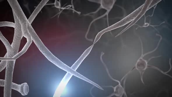3D Animated central nervous system. Brain and Neuron.