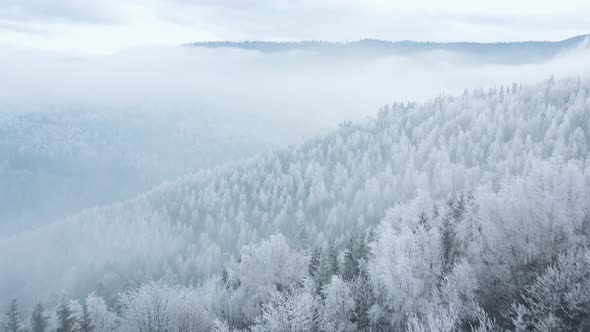 Flying Over a Fabulous Winter Forest the Trees Are Covered with Frost the Fog Swirls Over the