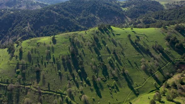 Aerial View Of Trees Meadows And Mountains