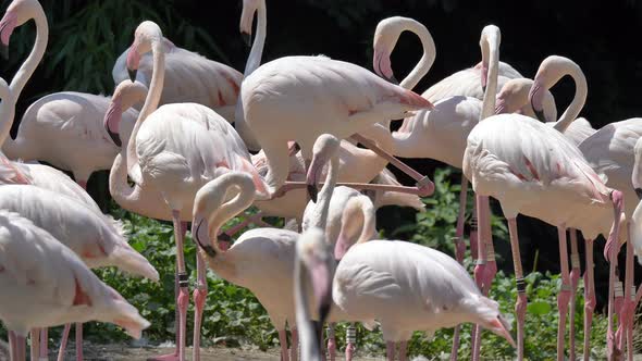Close up of many pink flamingos relaxing outdoors during sunny day - prores 4k