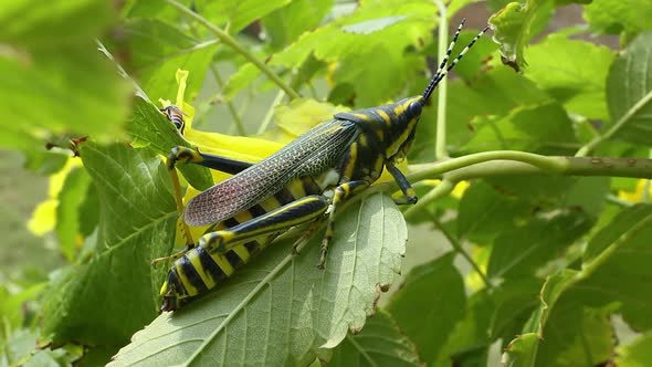 Aularches Miliaris is a Monotypic Grasshopper Species of the Genus Aularches