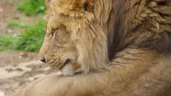 lion grooming himself slow motion