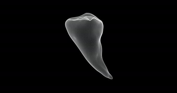 Hologram Representation Screen of Tooth