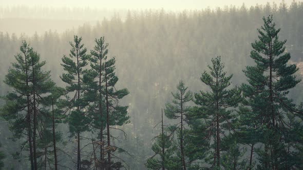 Beautiful Remote Evergreen Forest in Mountain alt