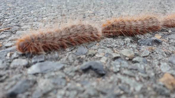 Hairy Caterpillars following each other in a single line