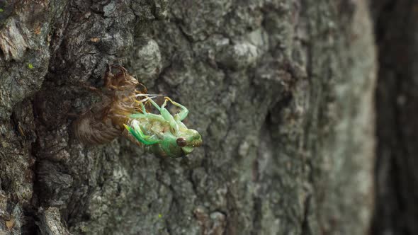 Cicada Coming out Of Shell Shedding Skin