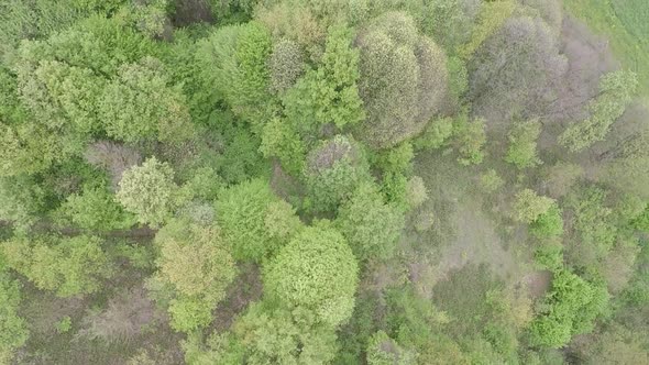 Aerial Green Forest