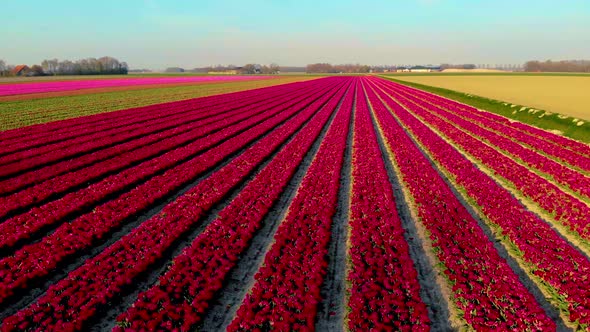 Tulip Field in The Netherlands Colorful Tulip Fields in Flevoland Noordoostpolder Holland Dutch