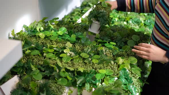 Close Up of Woman Shopping for Potted Plants