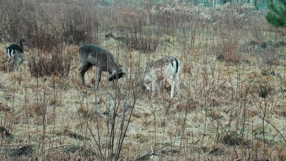 Two young Fallow Deers fighting and looking for food. Meadows, real wilderness. Nature.