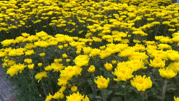 Big Flower Pots with Lots of Blooming Yellow Flowers