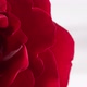 Red Rose Spins on White Background - VideoHive Item for Sale