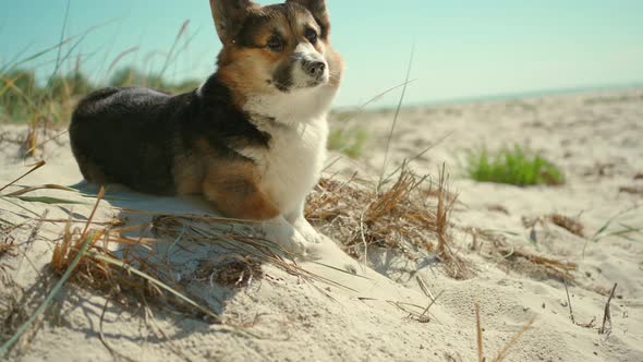 Closeup of Cute Funny Welsh Corgi Dog Lying on Sand on Sunny Beach with Blue Sky Background