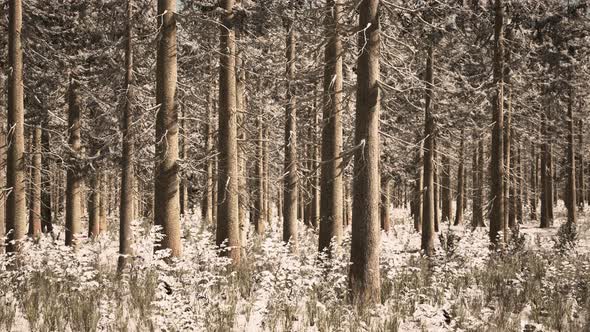 Landscape Snow Trees Dense Forest in Winter